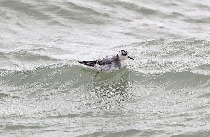 Grey Phalarope