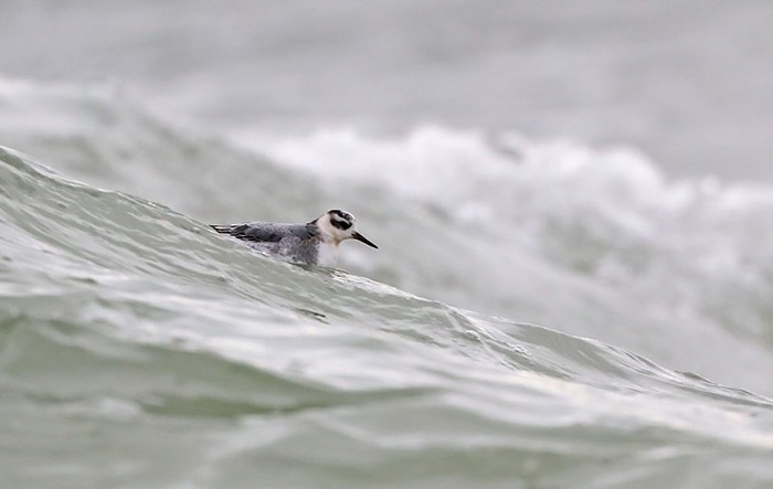 Grey Phalarope