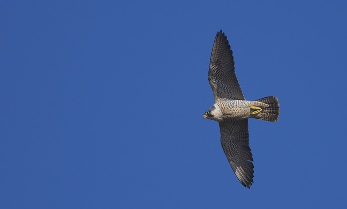 Peregrine
