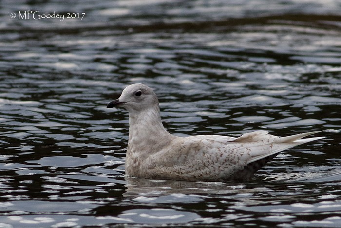 Iceland Gull