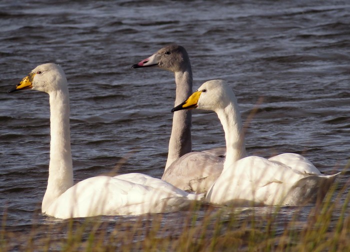 Whooper Swan