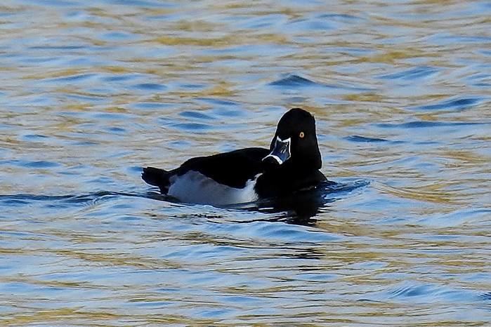 Ring-necked Duck