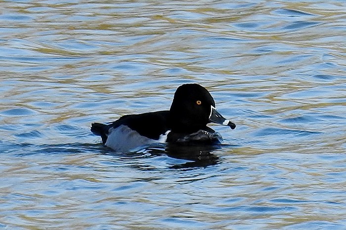 Ring-necked Duck