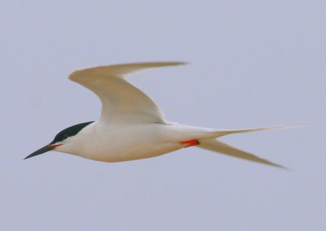Roseate Tern