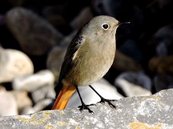 Black Redstart