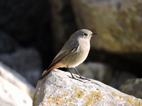 Black Redstart