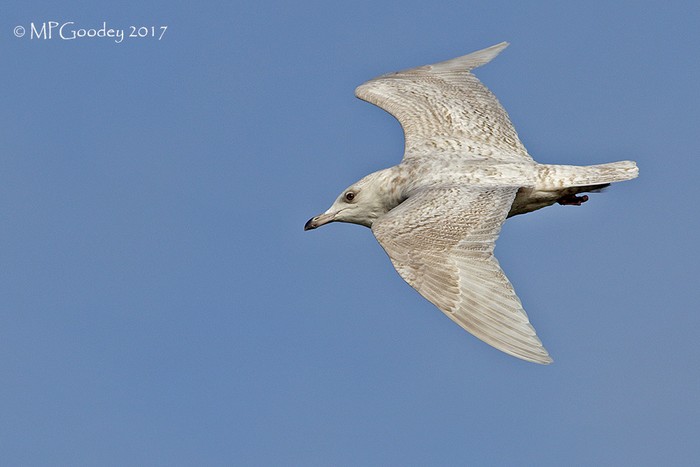 Iceland Gull