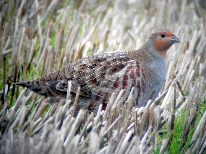 Grey Partridge