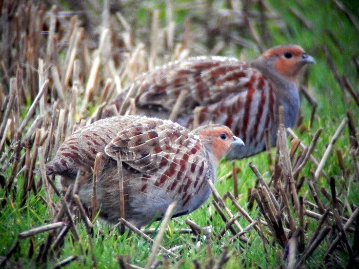 Grey Partridge