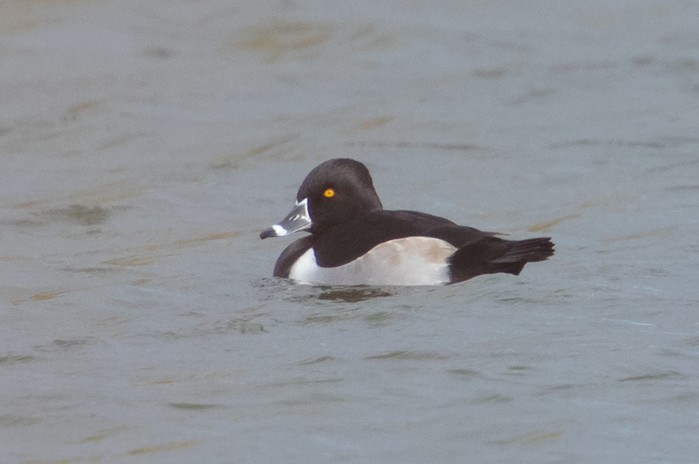 Ring-necked Duck