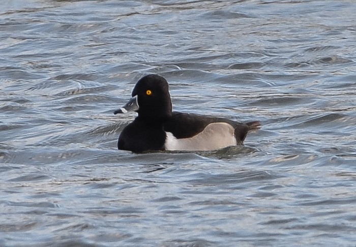 Ring-necked Duck