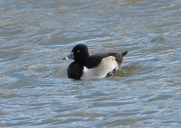 Ring-necked Duck