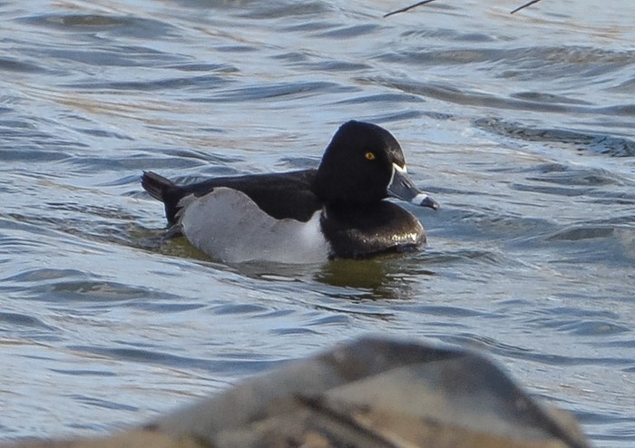 Ring-necked Duck