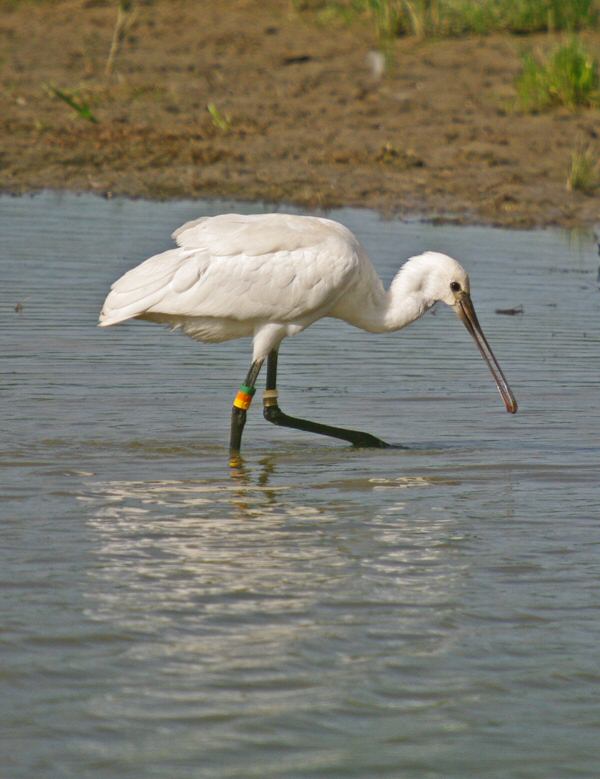 Spoonbill