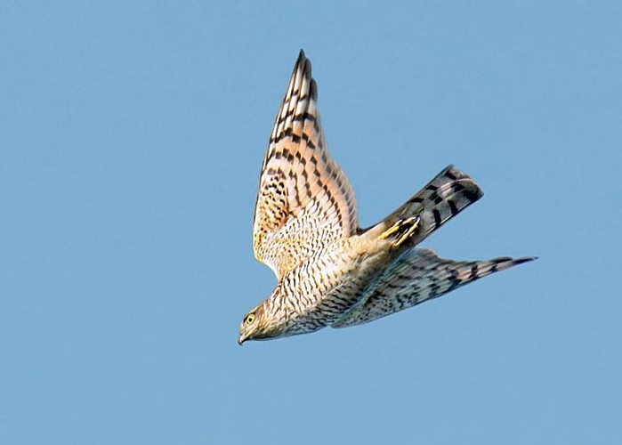 Sparrowhawk