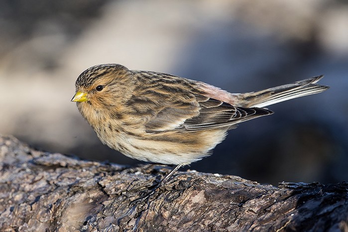 Twite