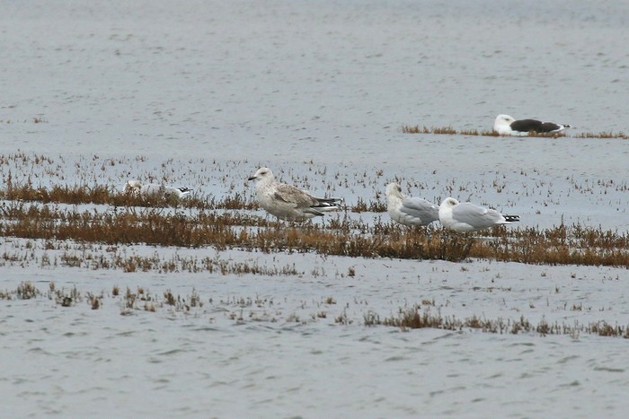 Herring Gull