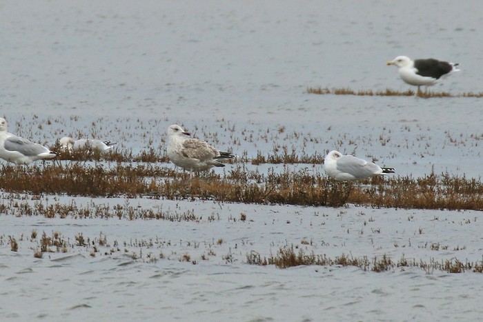 Herring Gull