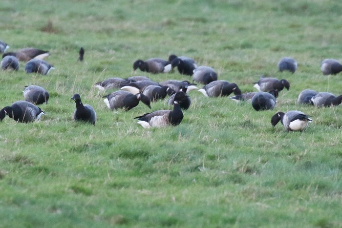 Pale-bellied Brent Goose
