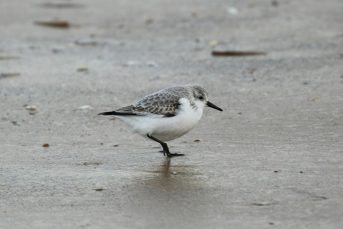 Sanderling