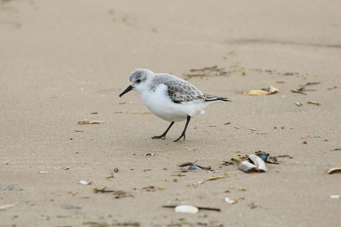 Sanderling