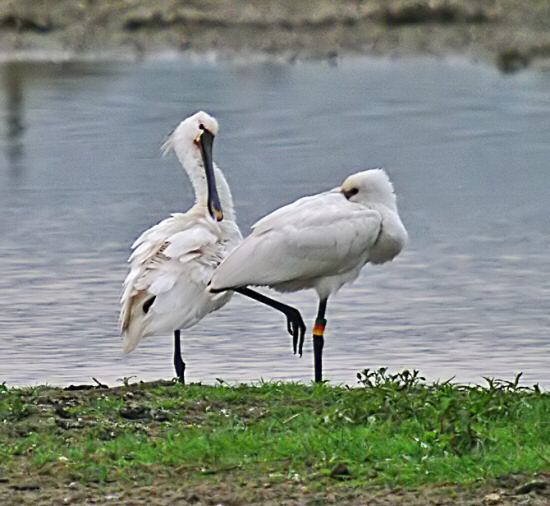 Spoonbill
