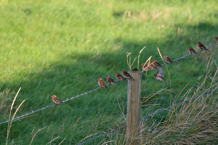 Twite