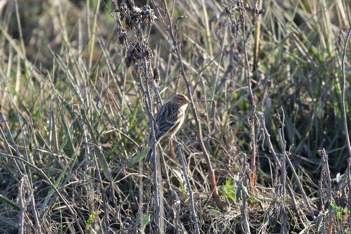 Twite