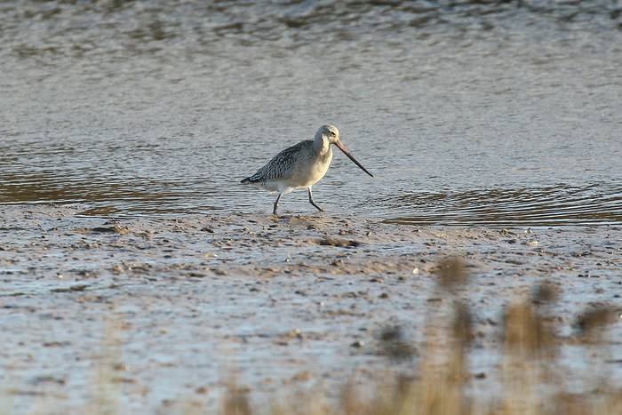 Bar-tailed Godwit
