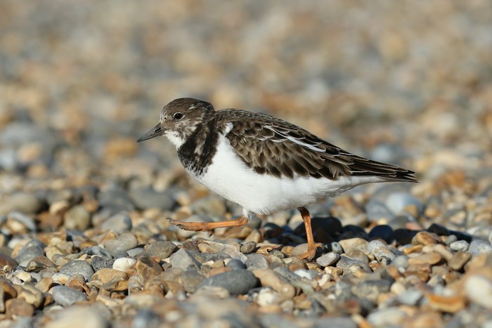 Turnstone