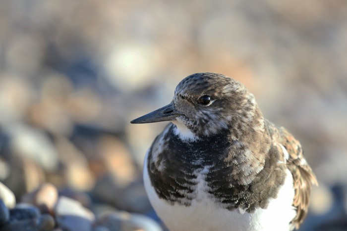 Turnstone