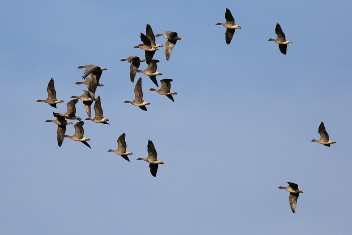 Pink-footed Goose