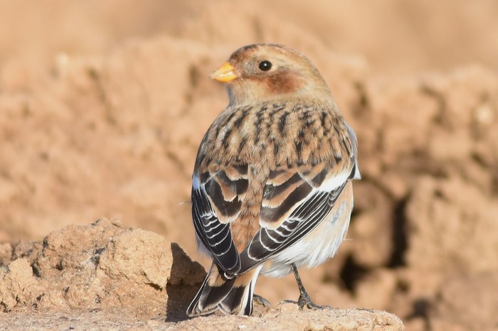 Snow Bunting 