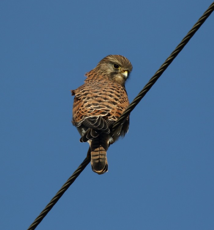 Common Kestrel