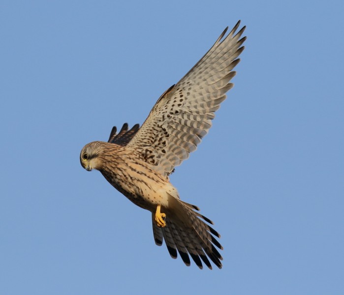 Common Kestrel