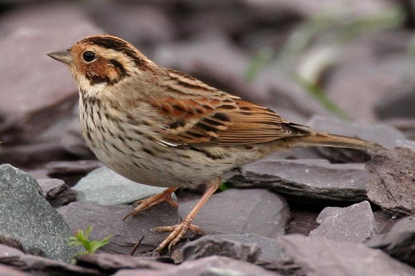 Little Bunting