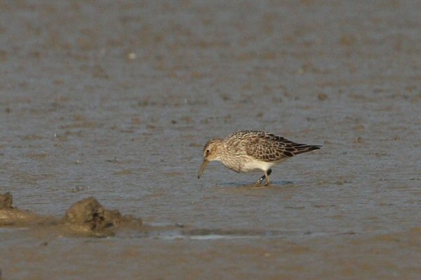 Pectoral Sandpiper