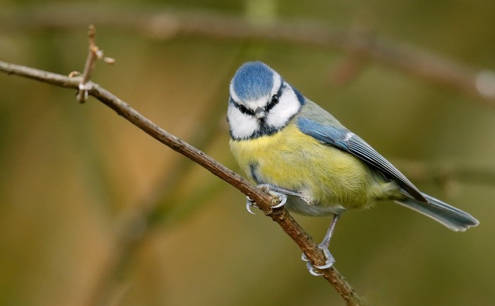 Blue Tit
