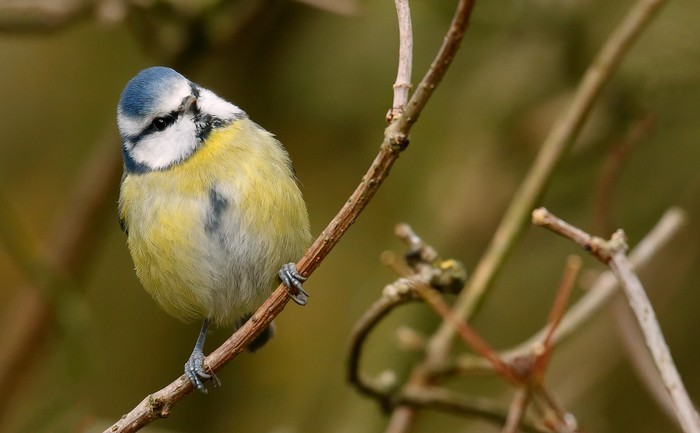 Blue Tit