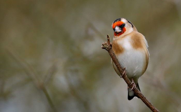 Goldfinch