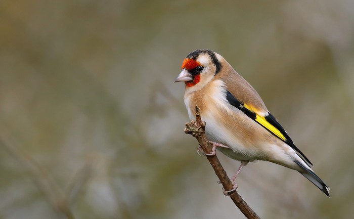 Goldfinch