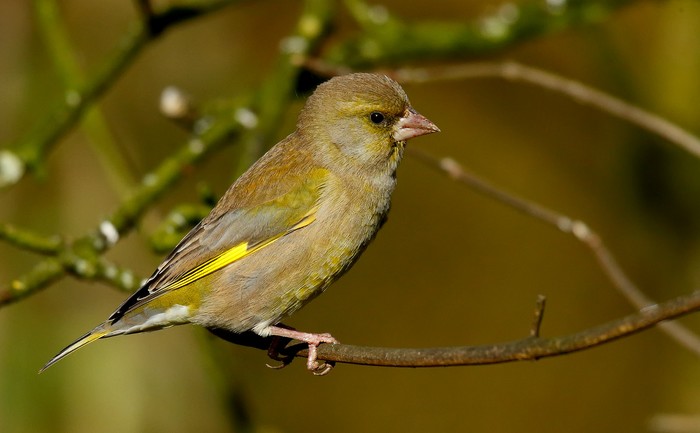Greenfinch