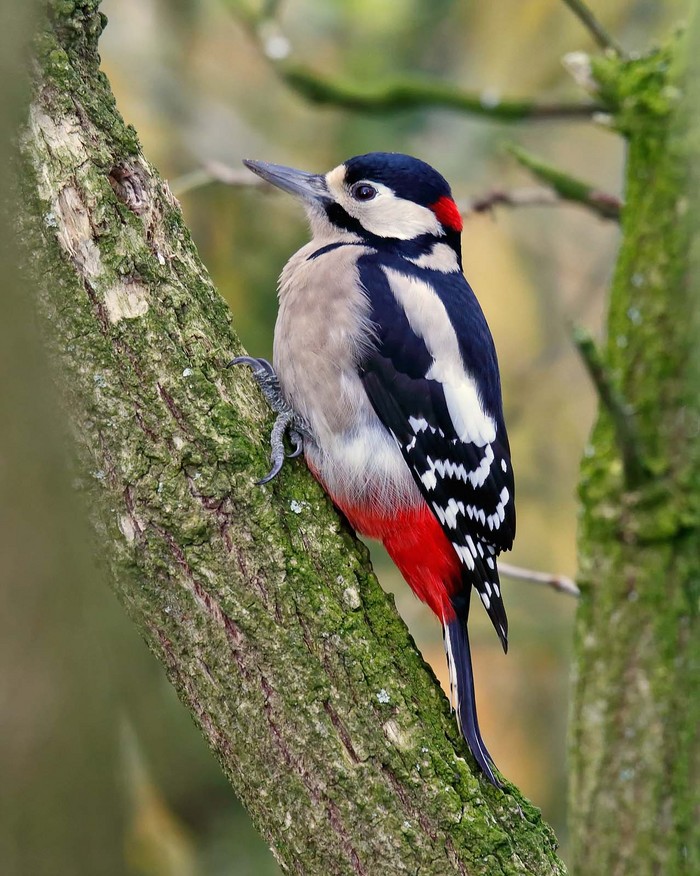 Great Spotted Woodpecker