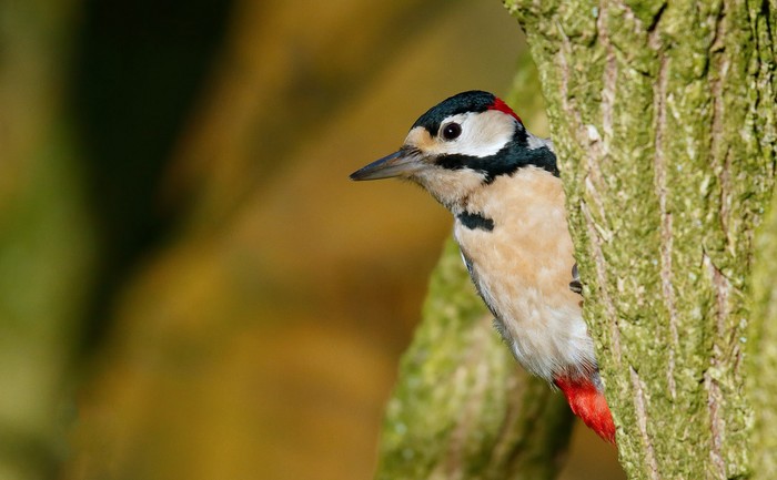 Great Spotted Woodpecker