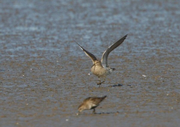 Pectoral Sandpiper