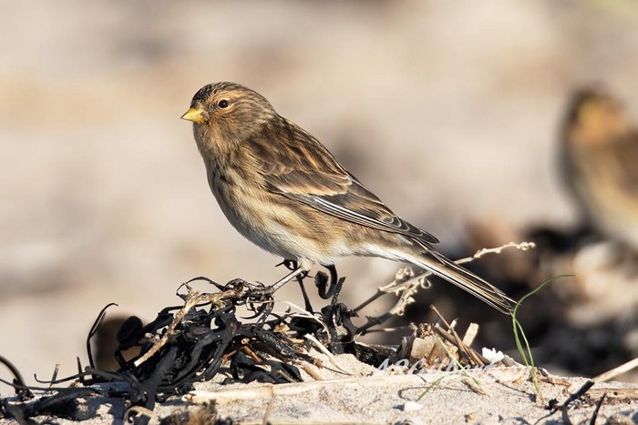 Twite