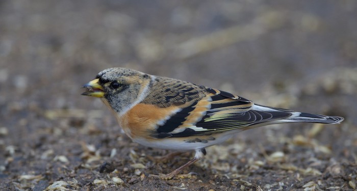 Brambling