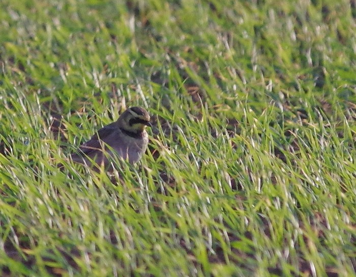 Shorelark