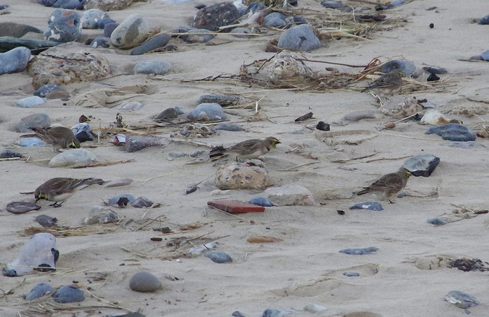 Shorelark