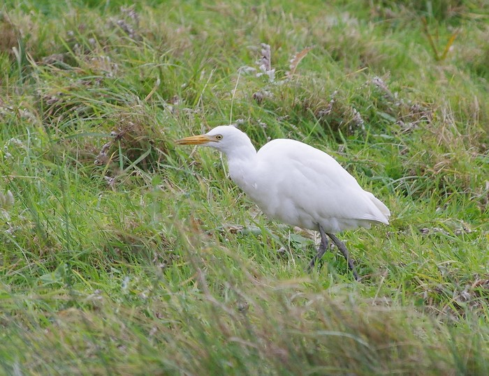 Cattle Egret